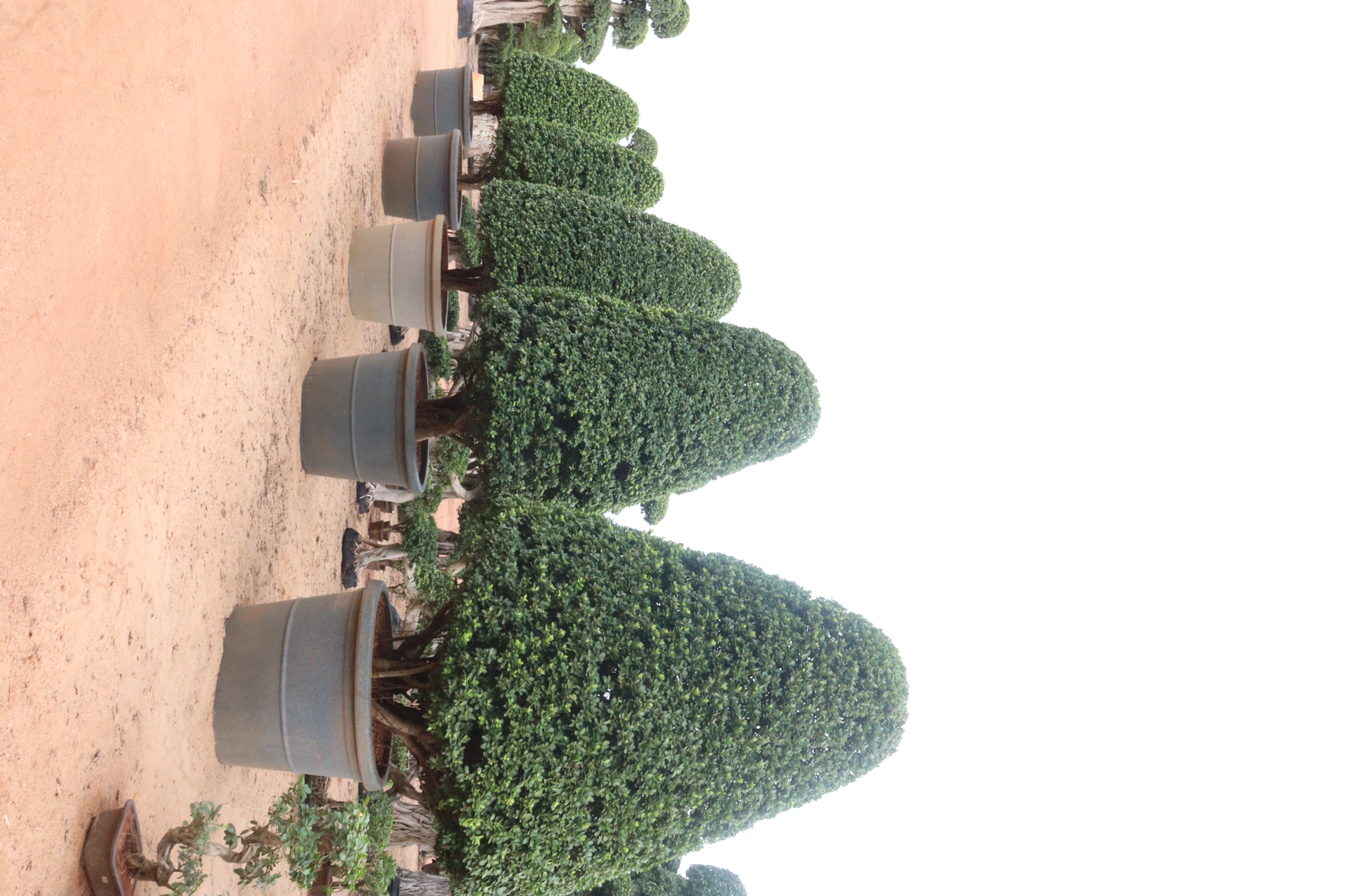Aged Topiary Cones KAR Nursery